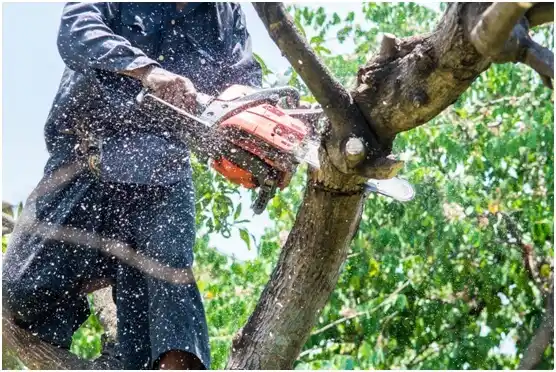 tree services Lakeway